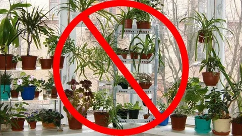 Эти растения нельзя держать дома