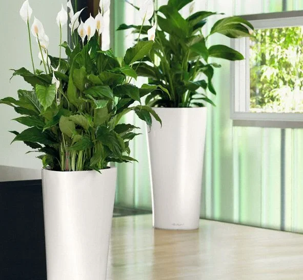 Decorflor приглашает всех для оформления интерьера зеленью!